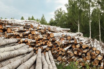 Wooden Logs with Forest on Background.  