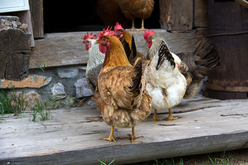 Chickens on homesteading