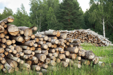 Deforested cut tree wood 