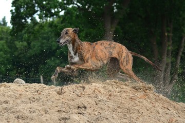 rennender Galgo