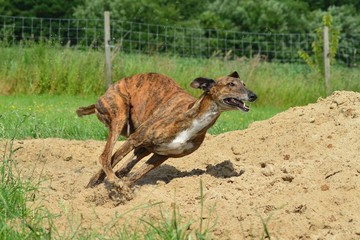 rennender Galgo
