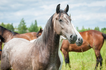 Fototapeta na wymiar Portrait of beautiful andalusian horse in the herd