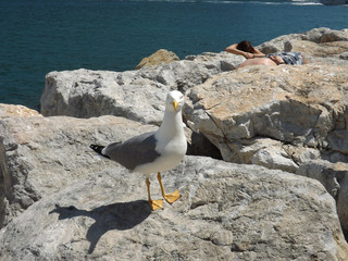 gull in the foreground