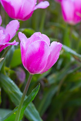 Tulips flower in the garden