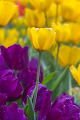 Obraz premium Tulips flower in the garden