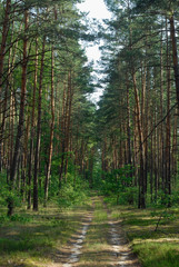 Lane in the forest.