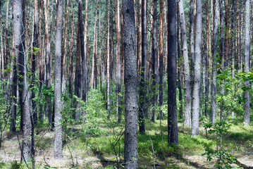 Many pines in forest