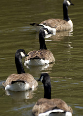 Geese in a Row