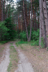 Lane in the forest