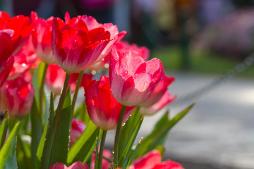 Tulips flower in the garden