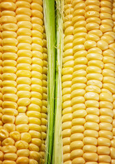 Fresh juicy organic corn, close up, selective focus