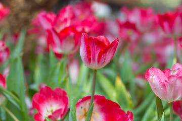 Tulips flower