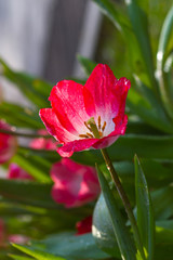 Fototapeta premium Tulips flower