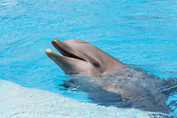 Naklejka premium Dolphin smiling in the water