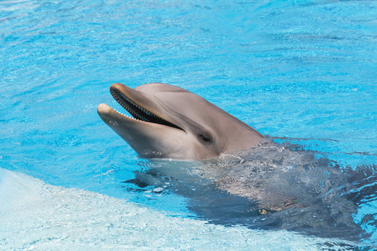 Dolphin smiling in the water