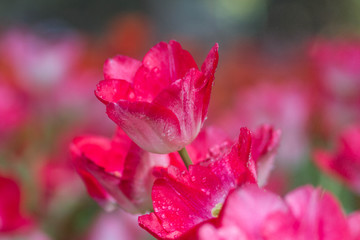 Tulips flower