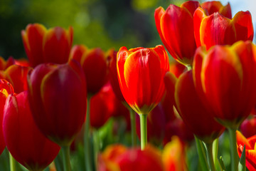 Fresh tulips in warm sun light