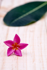 Single pink plumeria on wood floors.