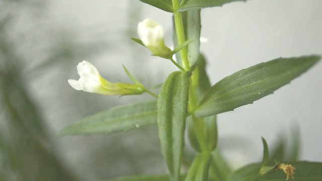 Gottes-Gnadenkraut, Gratiola offic., Heilpflanze stark gef&auml;hrdet
