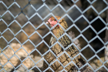 курица за забором