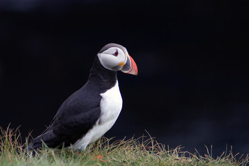 Puffin