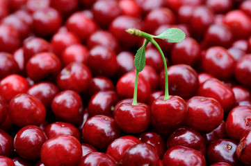 Bulk Cherries