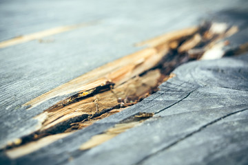 Cracks in the wood