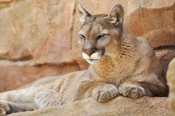 Fototapeta premium She-Lion