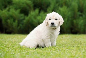 adorable golden retriever puppy sitting on grass