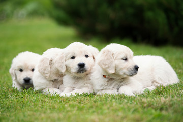litter of golden retriever puppies resting on grass