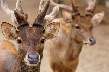 deer2 / There are deer in zoo.