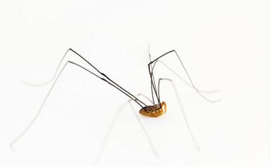 Opiliones harvestman arachnid, aka Daddy long legs spider.