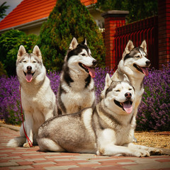 Obraz premium Portrait of a dog breed Siberian Husky. The dog on the background of blooming lavender.