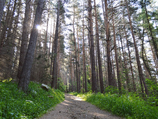 Path In A Shady Pine Forest