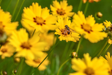 Blüte