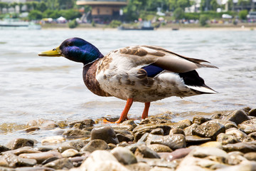 Ente auf Augenhöhe