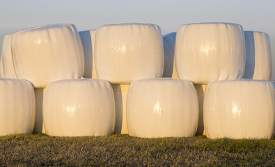 Wrapped Silage Bales