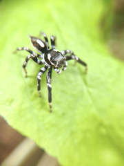 macro shot of black spider