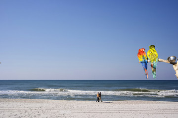 Obraz premium Two colorful parrots