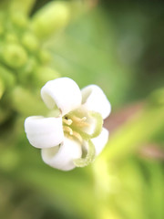 Obraz premium macro shot of white flower