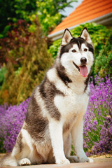 Portrait of a dog breed Siberian Husky. The dog on the background of blooming lavender.