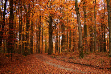 Golden Autumn in the woods