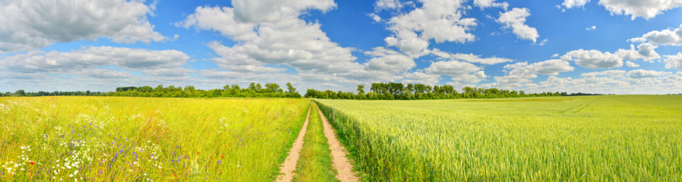 Panorama of a country road and summer fields
