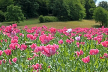 Schlafmohnbl&uuml;te (Papaver somniferum) in Germerode am Mei&szlig;ner
