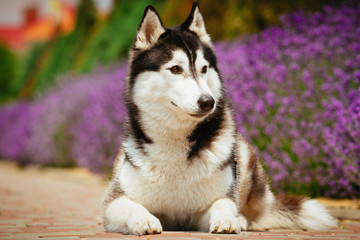 Portrait of a dog breed Siberian Husky. The dog on the background of blooming lavender.
