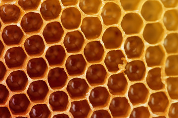 sweet honeycombs