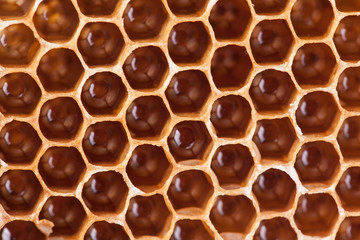 sweet honeycombs