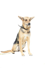 dog on a white background