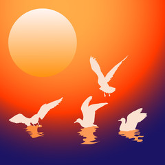 Seagulls at sunset