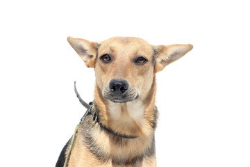 dog on a white background